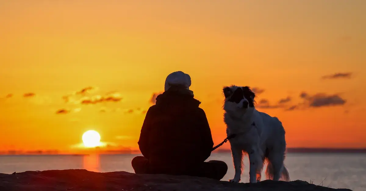A person and their dog enjoy a tranquil sunset on the beach, creating a beautiful silhouette against the glowing sky.