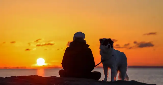 A person and their dog enjoy a tranquil sunset on the beach, creating a beautiful silhouette against the glowing sky.