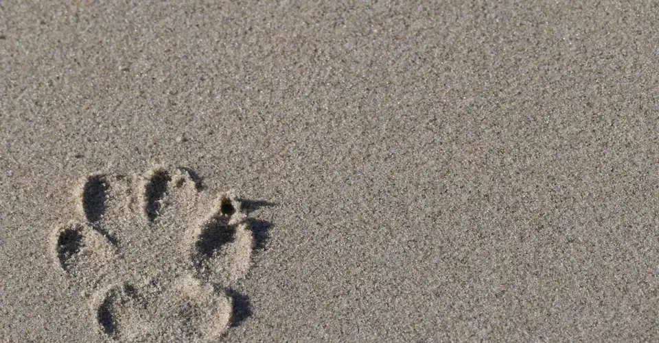 A close-up of a dog paw print in sandy beach, captured during the day.